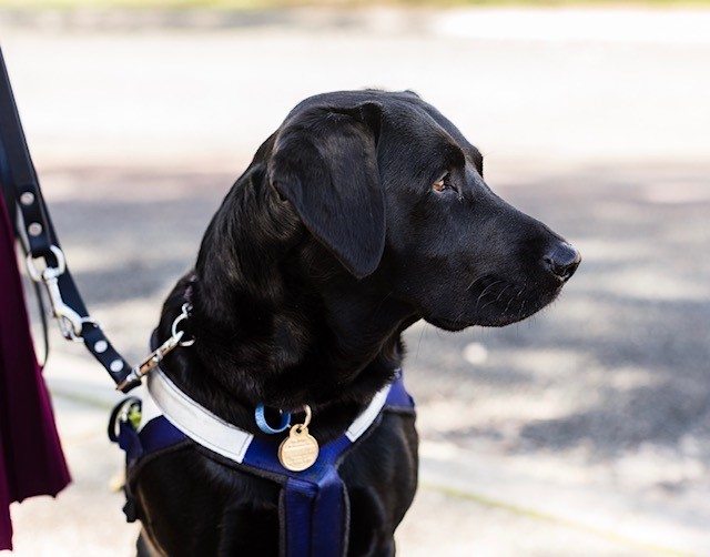 Picture of the head of seeing eye dog Rhian looking arround. Picture of the head of seeing eye dog Rhian looking arround.