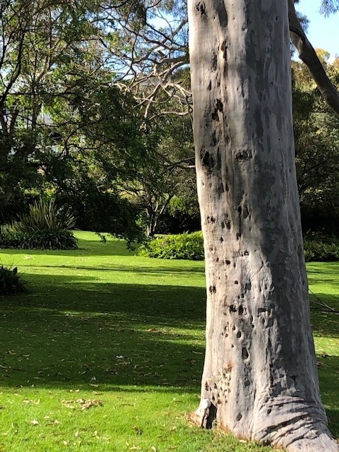 Photo of garden and Sea Shells Apartment, grean lawn and trees in the background. Photo of garden and Sea Shells Apartment, grean lawn and trees in the background.